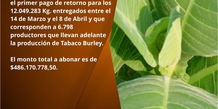 Anunciaron pago de retorno para tabacaleros por $486 millones