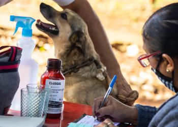 La Municipalidad de Posadas recuerda los servicios veterinarios que brinda el IMuSA