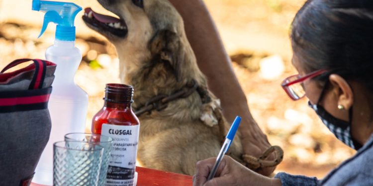 La Municipalidad de Posadas recuerda los servicios veterinarios que brinda el IMuSA