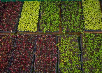 Asistieron con plantines a productores hortícolas de Mojón Grande