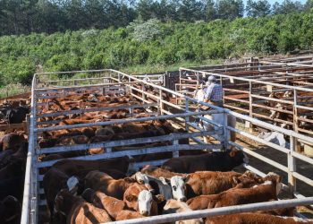 Con más de 600 cabezas en pista se realizó el remate bovino en la localidad de San Vicente