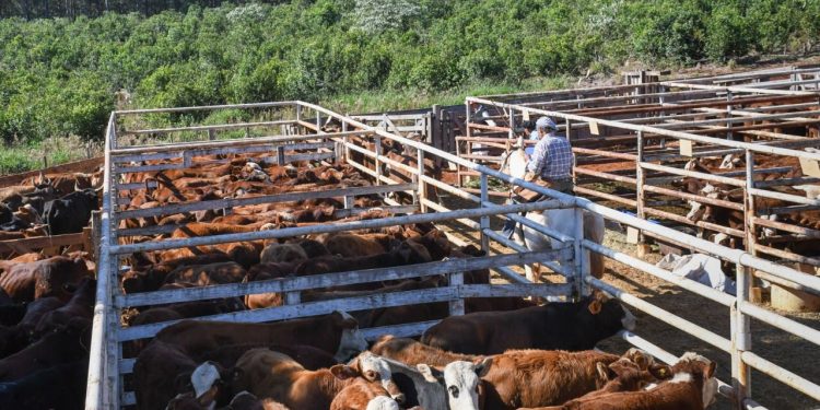 Con más de 600 cabezas en pista se realizó el remate bovino en la localidad de San Vicente