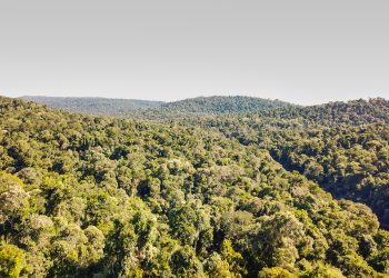 Día Trinacional del Bosque Atlántico: una de las selvas con mayor biodiversidad del mundo