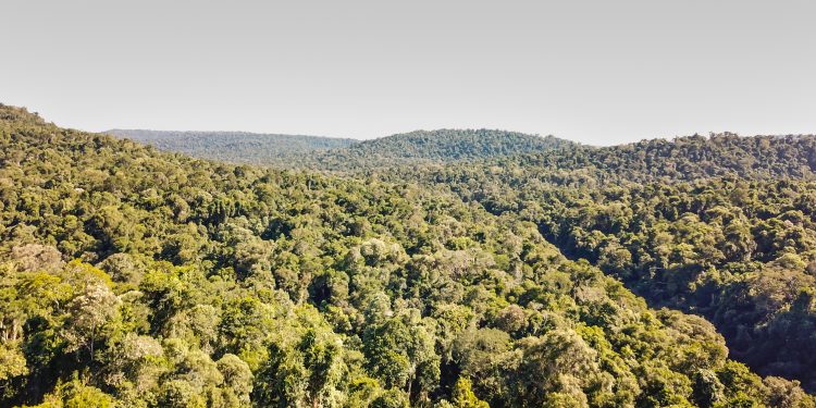 Día Trinacional del Bosque Atlántico: una de las selvas con mayor biodiversidad del mundo