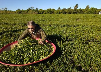 Con Misiones como protagonista, comenzó la Semana del Té Argentino