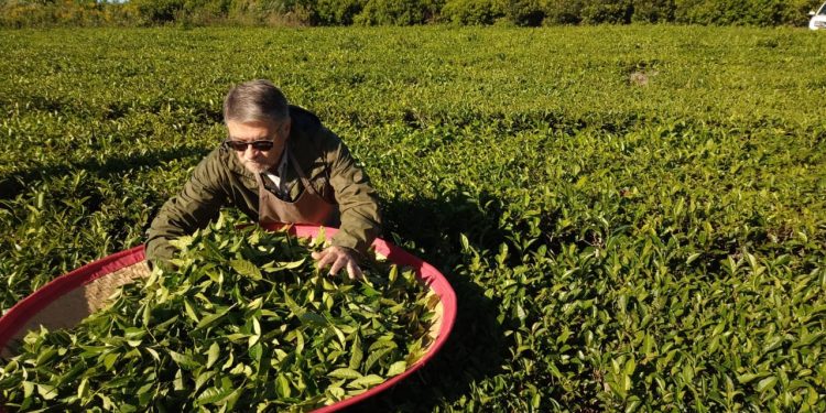 Con Misiones como protagonista, comenzó la Semana del Té Argentino