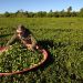 Con Misiones como protagonista, comenzó la Semana del Té Argentino