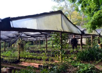 Con más de 50 variedades, el Vivero de Especies Nativas es un reservorio clave de la flora autóctona misionera