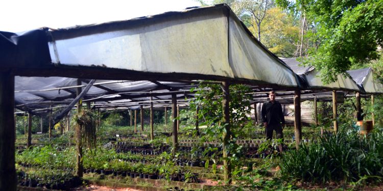 Con más de 50 variedades, el Vivero de Especies Nativas es un reservorio clave de la flora autóctona misionera