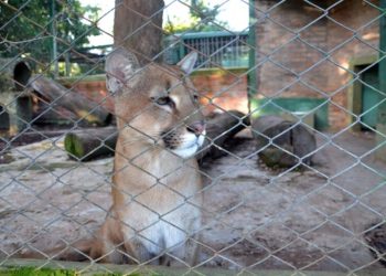 El Parque Ecológico El Puma de Candelaria se encuentra en un proceso de revalorización