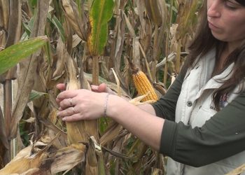 Desde el INTA Cerro Azul, presentan una variedad de maíz adaptada a Misiones