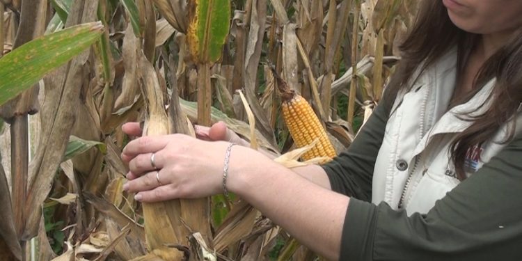 Desde el INTA Cerro Azul, presentan una variedad de maíz adaptada a Misiones