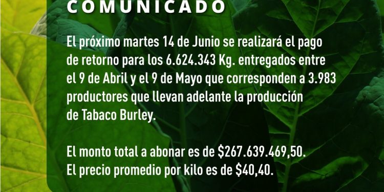 El 14 de junio pagarán más de $267 millones a productores tabacaleros