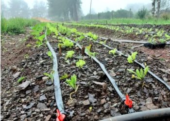 El Ministerio de Industria junto al IEA de Bonpland pusieron en marcha el Programa Siembra