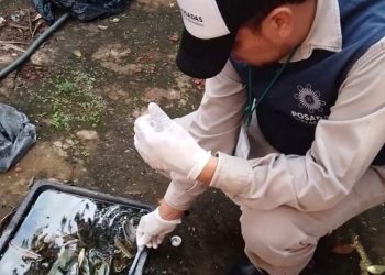 Tras la lluvia, se recomienda limpiar los patios para evitar la propagación del Aedes aegypti