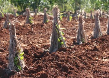 Comenzaron los sumarios por plantar yerba mate sin autorización del INYM