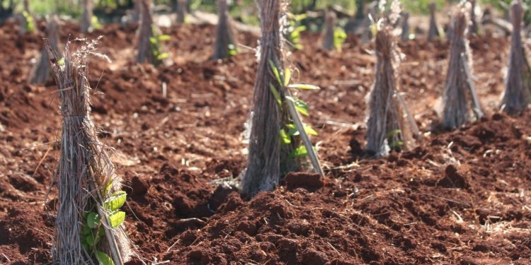 Comenzaron los sumarios por plantar yerba mate sin autorización del INYM