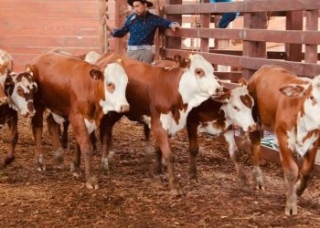 Remataron casi mil cabezas de ganado bovino en Montecarlo