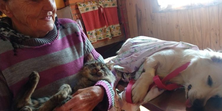 El Programa de Esterilización canina y felina de Garuhapé realizó 233 castraciones en 2021