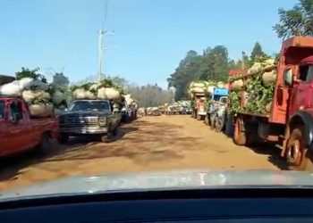 Con buenos precios y pago al contado, la cosecha de yerba mate marcha a pleno