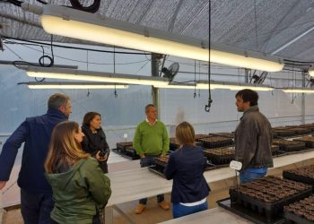 Ecología evalúa insectos que utilizarán en la producción de cannabis medicinal en Misiones