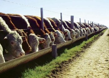 El Parlamento creó el Instituto Misionero de Investigación, Genética y Análisis Veterinario