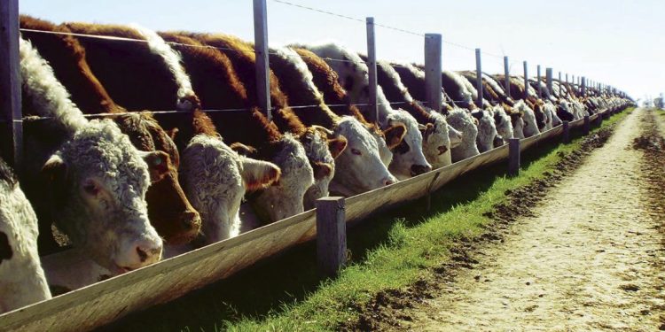 El Parlamento creó el Instituto Misionero de Investigación, Genética y Análisis Veterinario