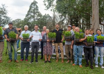 Para recuperar capacidad productiva, entregaron plantines de yerba a productores de la zona sur