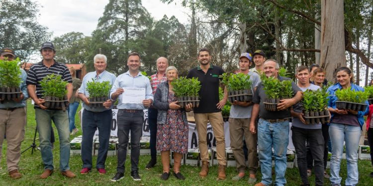 Para recuperar capacidad productiva, entregaron plantines de yerba a productores de la zona sur