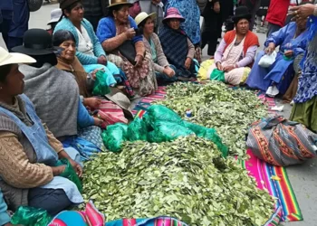 Bolivia fabricará pasta dental a base de hoja coca