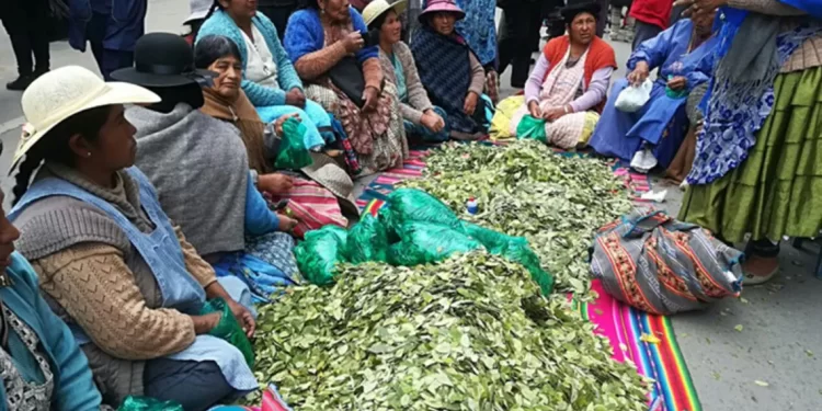 Bolivia fabricará pasta dental a base de hoja coca