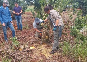 Jornada sobre cosecha, rebaje y poda de formación con productores yerbateros de Montecarlo
