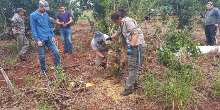 Jornada sobre cosecha, rebaje y poda de formación con productores yerbateros de Montecarlo