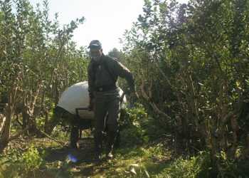 Se actualizaron los valores de programas de asistencia al sector yerbatero