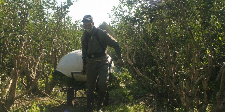 Se actualizaron los valores de programas de asistencia al sector yerbatero