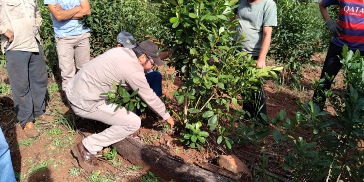 Capacitación en manejo de planta de yerba mate en Polvorín