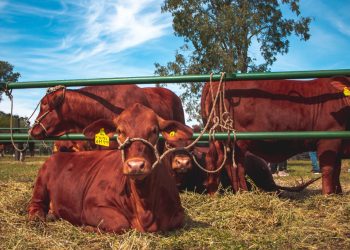 Más de 150 cabezas de bovinos y equinos en la Expo Rural de la Misiones