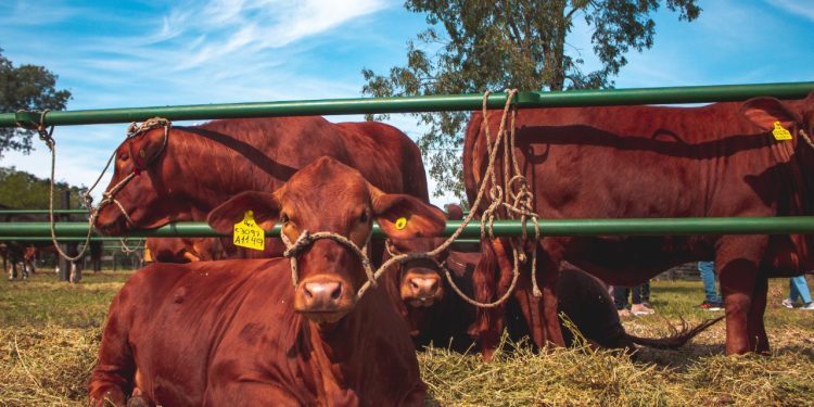 Más de 150 cabezas de bovinos y equinos en la Expo Rural de la Misiones