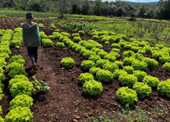 Ley de Parques Sustentables para la Producción Agroecológica, un paso más hacia la soberanía alimentaria