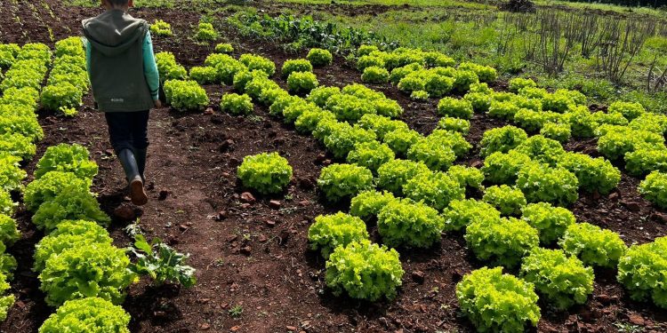 Ley de Parques Sustentables para la Producción Agroecológica, un paso más hacia la soberanía alimentaria
