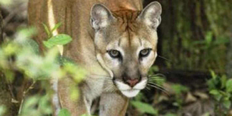 Campo Grande: un vecino ahuyentó a un puma que había atacado a su oveja