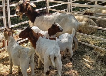 En una nueva expo, la Cuenca Ovino Caprina del sur de Misiones muestra el crecimiento del sector