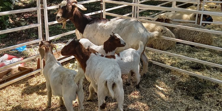 En una nueva expo, la Cuenca Ovino Caprina del sur de Misiones muestra el crecimiento del sector