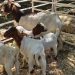 En una nueva expo, la Cuenca Ovino Caprina del sur de Misiones muestra el crecimiento del sector