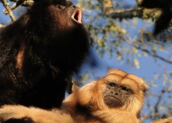 Declararon al mono aullador como Monumento Natural
