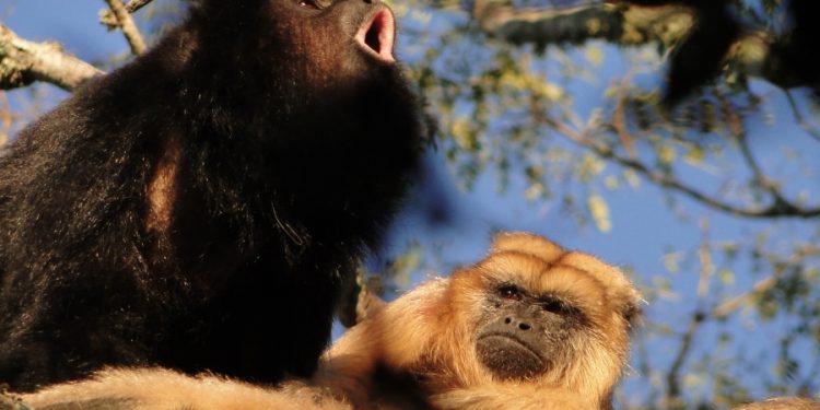 Declararon al mono aullador como Monumento Natural