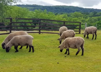 Eldorado: brindarán capacitación sobre cómo dedicarse a la cría de ovejas