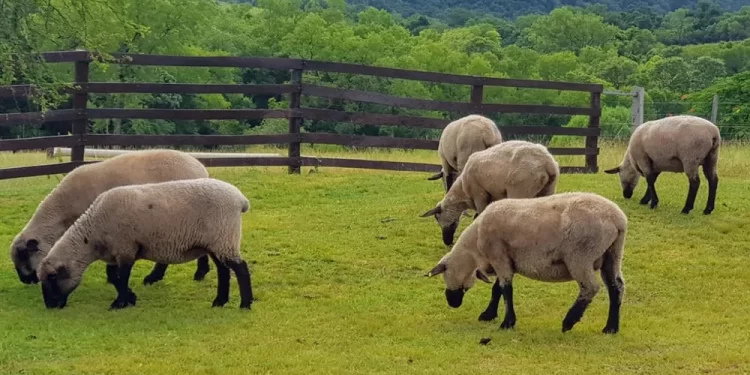 Eldorado: brindarán capacitación sobre cómo dedicarse a la cría de ovejas