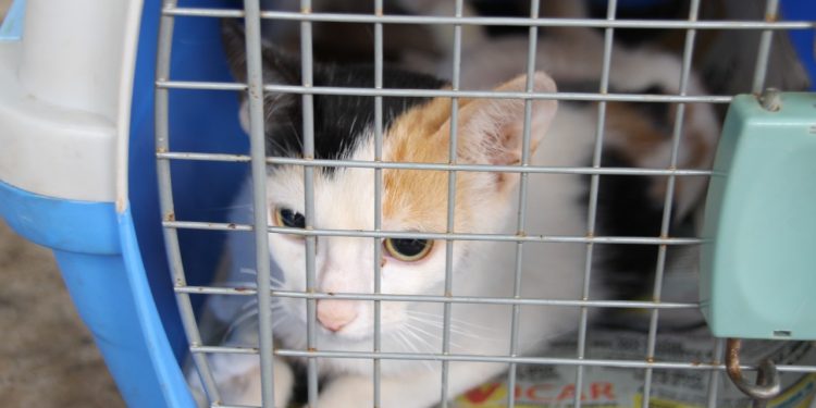 Tenencia responsable de mascotas en Posadas: ¿dónde estará el móvil del IMuSA?