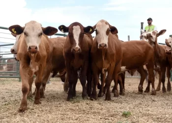Andresito: récord de animales en el remate ganadero
